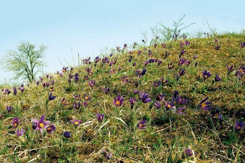 Journée Orchidées 